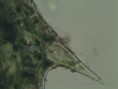 /album/galleria-foto-piante/classif-hydrocaritacea-10c-jpg/